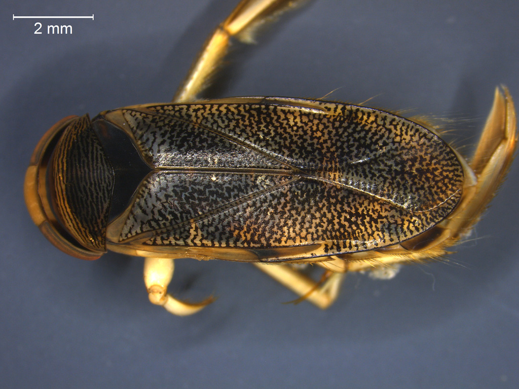 Corixa panzeri